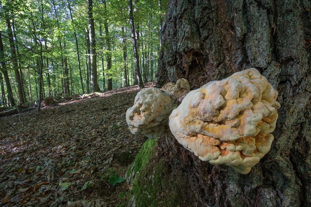 Schwefelporling Laetiporus sulphureus_CI4A49214_HFBF.jpg