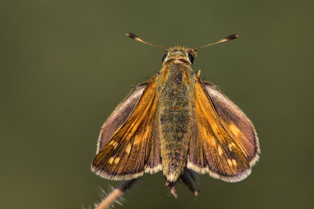 KommaDickkopffalter Hesperia comma_CI4A41784_HFBF.jpg