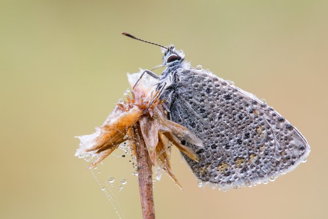 HauhechelBläuling Polyommatus icarus_Q22A8715.jpg