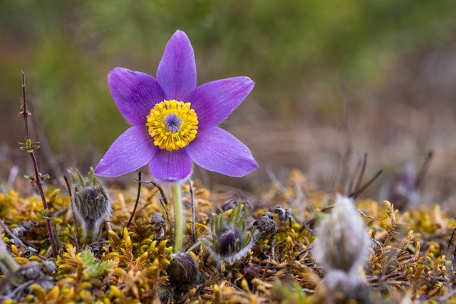 Gewöhnliche Kuhschelle Pulsatilla vulgaris_P1485411.jpg