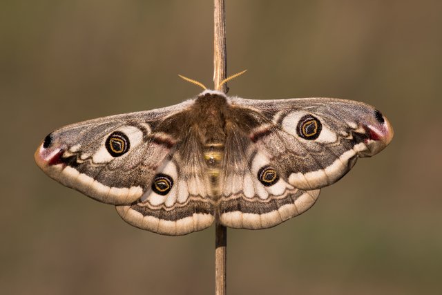 Kleines Nachtpfauenauge Saturnia pavonia_CI4A0181BF.jpg