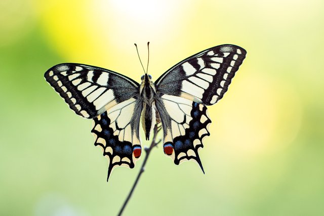 Schwalbenschwanz Papilio machaon_P1115545x.jpg