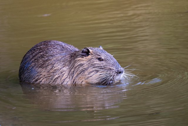 Nutria Myocastor coypus_P1206972.jpg