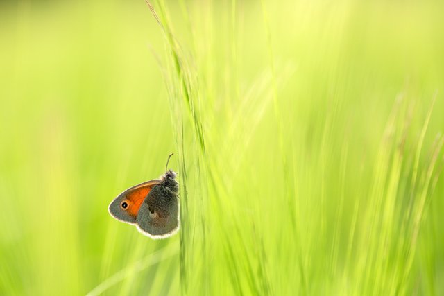 Kleines Wiesenvögelchen Coenonympha pamphilus_Q22A3518BF.jpg