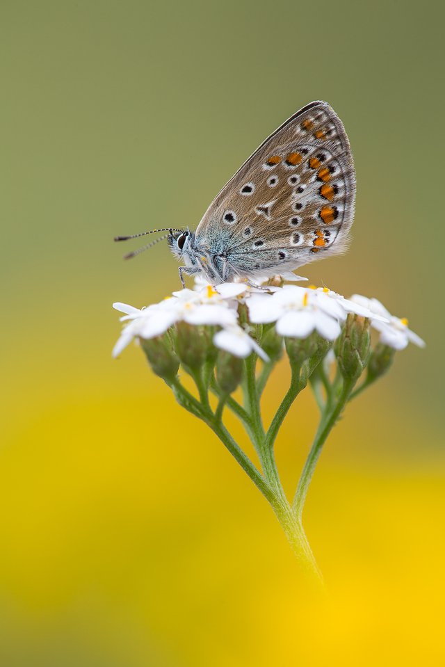 HauhechelBläuling Polyommatus icarus_Q22A1990BF.jpg