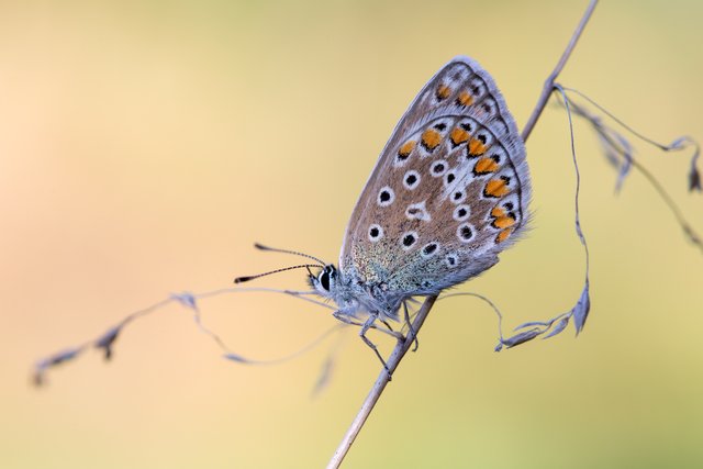 HauhechelBläuling Polyommatus icarus_Q22A2867BF.jpg