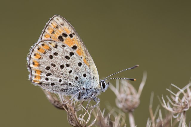 Braune Feuerfalter Lycaena tityrus_CI4A4998BF.jpg