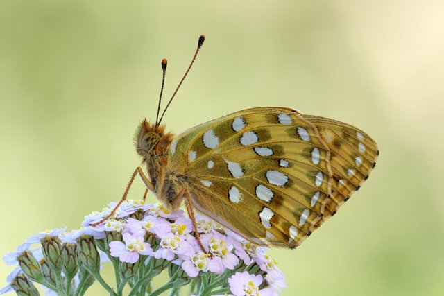 Großer Perlmutterfalter Argynnis aglaja_P1116760_0007_HF.jpg