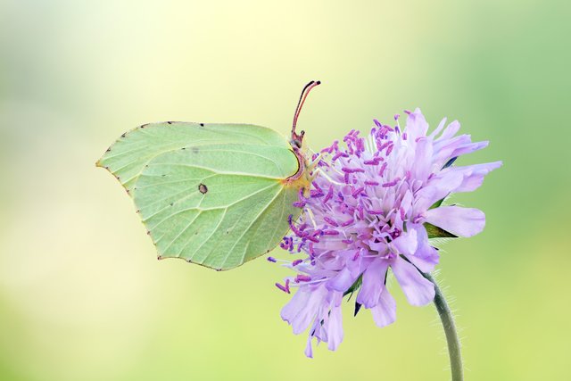 Zitronenfalter Gonepteryx rhamni_P1115123_HFBearbeitet  Kopie.jpg