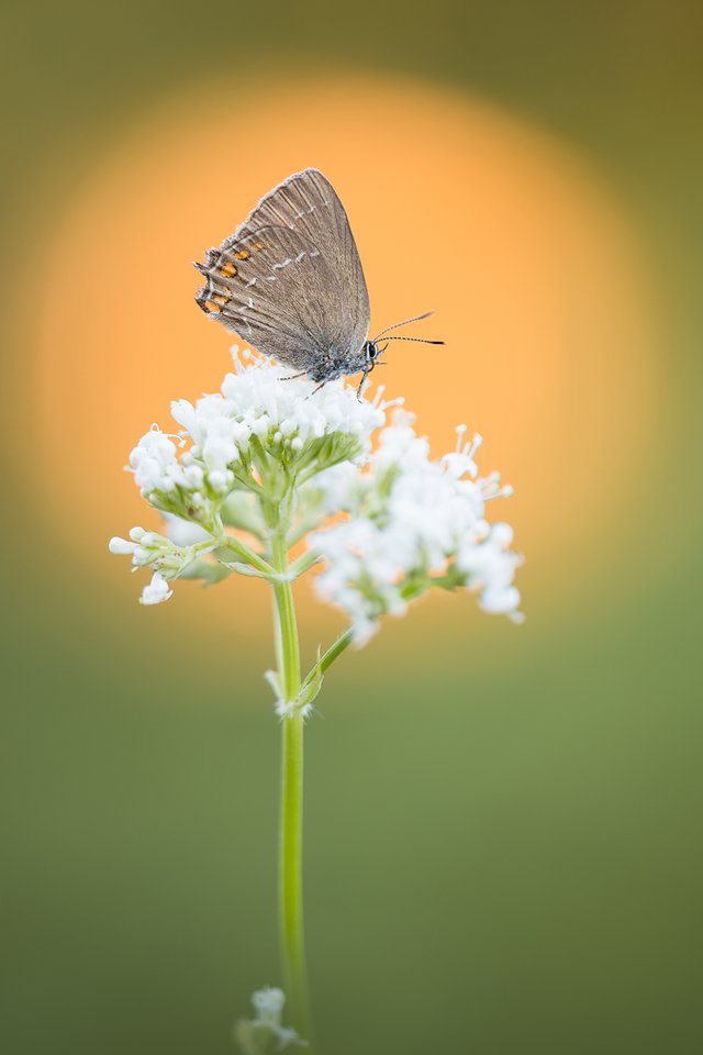 Braune EichenZipfelfalter Satyrium ilicis_CI4A1724BF.jpg