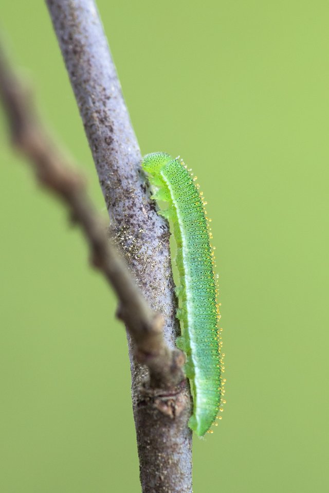 Zitronenfalter Gonepteryx rhamni_CI4A0463BF.jpg