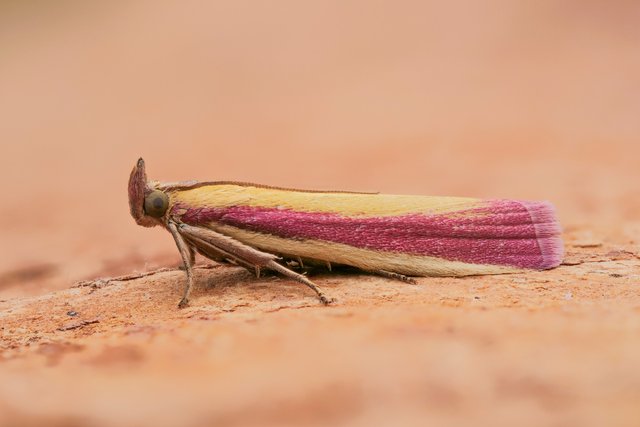 Rhabarberzünsler Oncocera semirubella_P1301155_HF.jpg