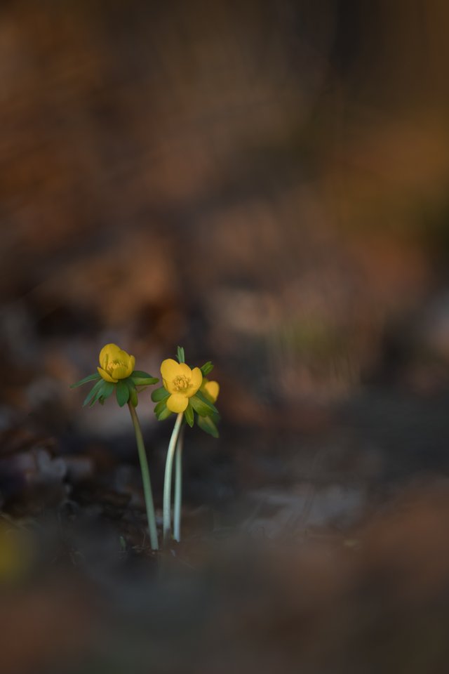 Winterlinge Eranthis hyemalis_CI4A7251BF.jpg