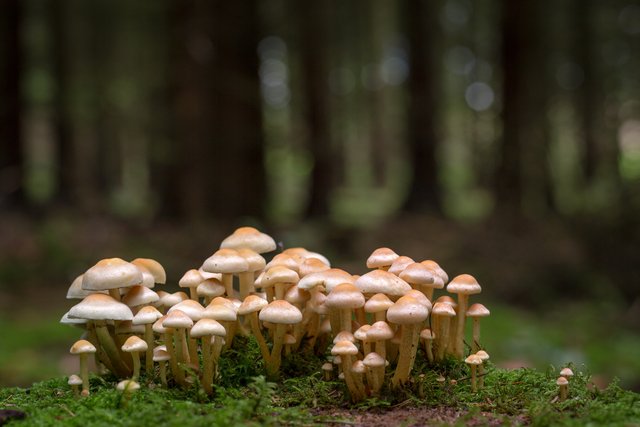 Stockschwämmchen Kuehneromyces_Q22A8330BF.jpg