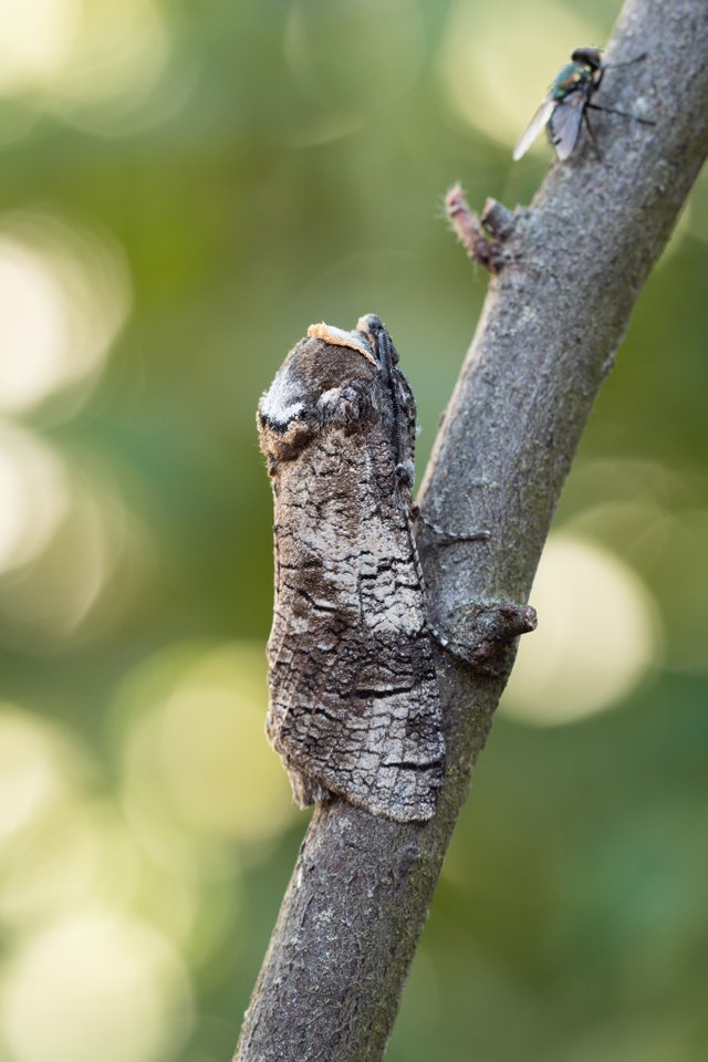 Weidenbohrer Cossus cossus_P1119581.jpg