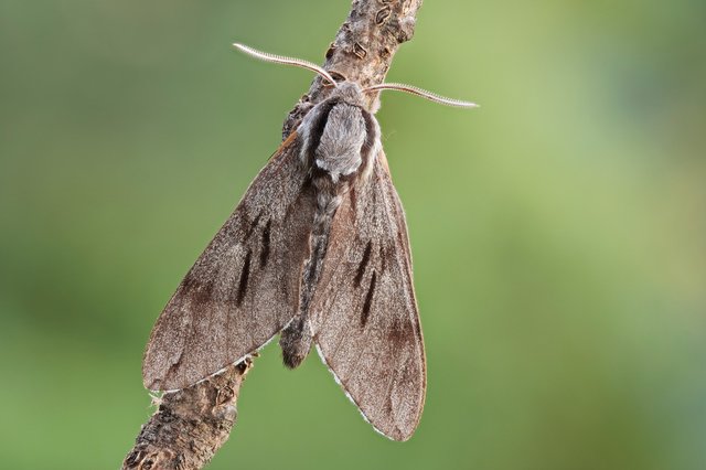 Kiefernschwärmer Sphinx pinastri_P1124846_HF.jpg