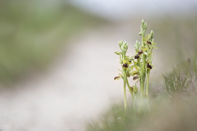 Kleine SpinnenRagwurz Ophrys araneola_CI4A01916_HFBF.jpg