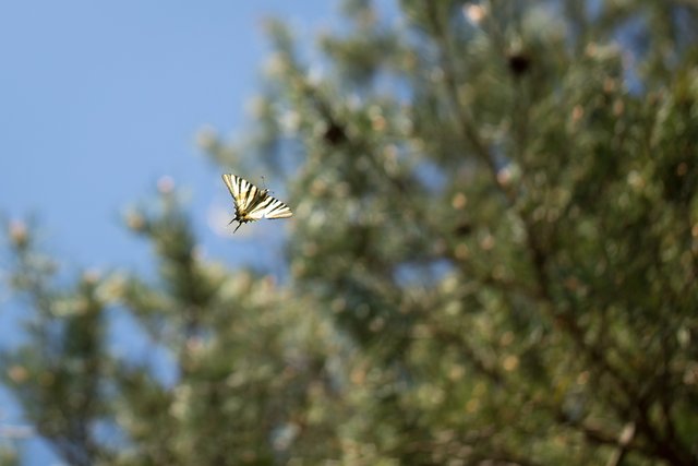 Segelfalter Iphiclides podalirius_CI4A0290BF.jpg