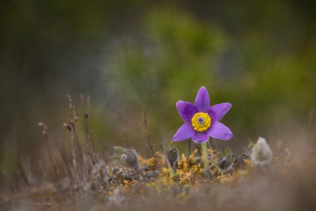 Gewöhnliche Kuhschelle Pulsatilla vulgaris_CI4A1945.jpg