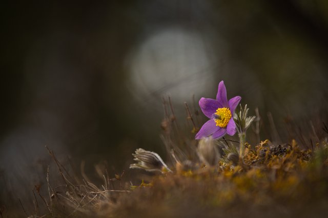 Gewöhnliche Kuhschelle Pulsatilla vulgaris_CI4A1948.jpg