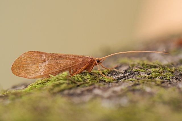 Köcherfliege Enoicyla pusilla_P1385915_HF.jpg