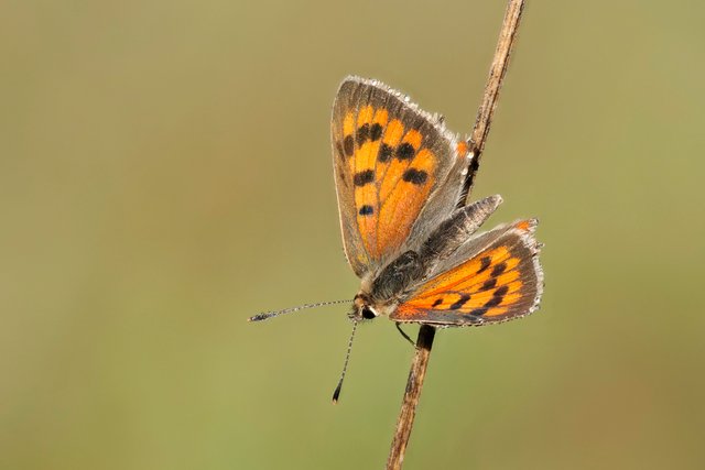 Feuerfalter Lycaena phlaeas_P1315868_HF.jpg