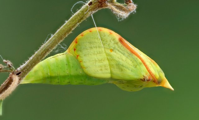 Zitronenfalter Gonepteryx rhamni_P111420239_HFBF.jpg