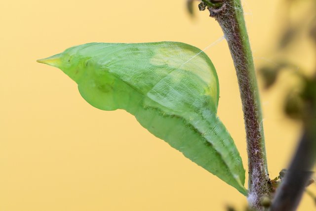 Zitronenfalter Gonepteryx rhamni_P1112266BF.jpg