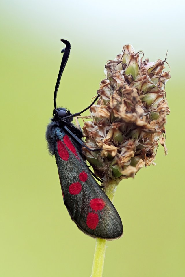 SechsfleckWidderchen Zygaena filipendulae_P1120498_0015_HF2.jpg