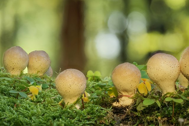 BirnenStäubling Lycoperdon pyriforme_P1363432_HF.jpg