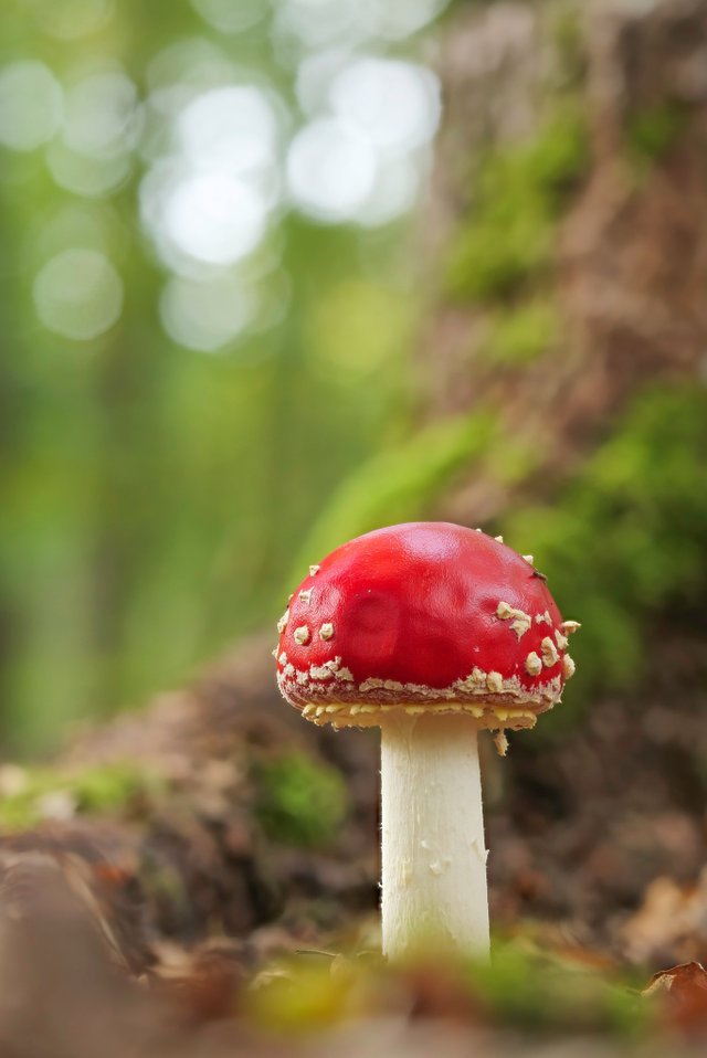 Fliegenpilz Amanita muscaria_P1351460_HF.jpg