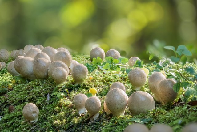 BirnenStäubling Lycoperdon pyriforme_P1363493_HF.jpg