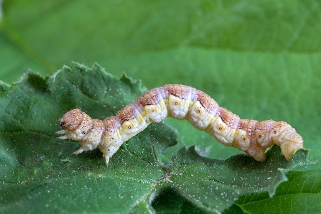 Großer Frostspanner Erannis defoliaria_CI4A49955_HFBF.jpg