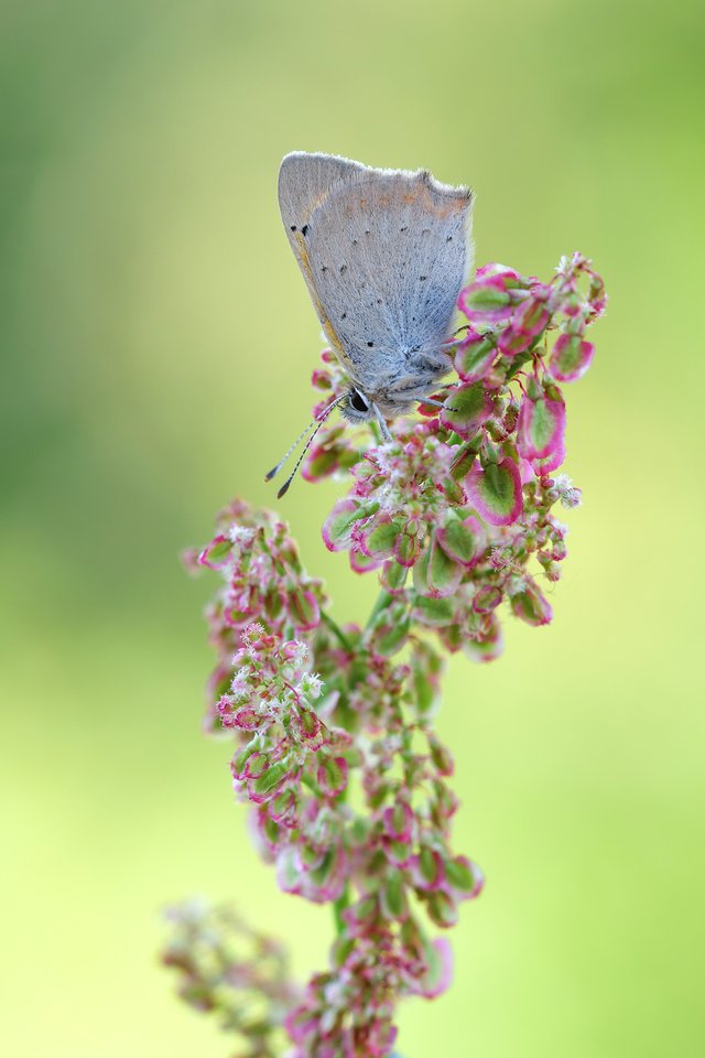 Kleine Feuerfalter Lycaena phlaeas_P1113095BF.jpg