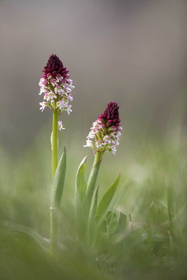 BrandKnabenkraut Orchis ustulata var. ustulata_CI4A02523_HFBF.jpg