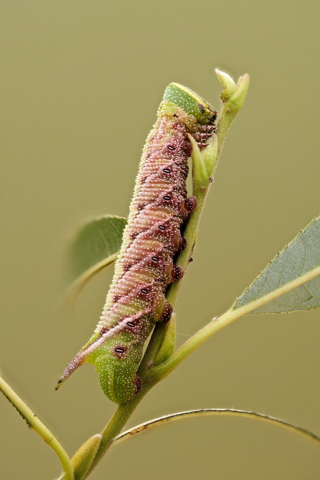 P1278452_HF.jpg