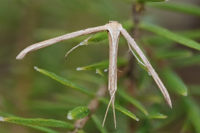 Federgeistchen Emmelina monodactyla_P1461377_HF.jpg