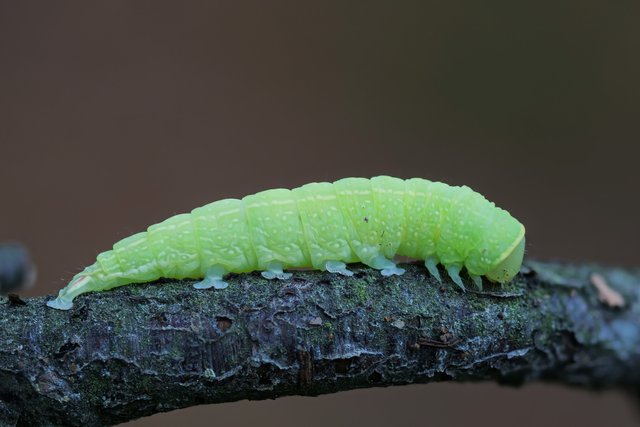 BuchenKahneule Pseudoips prasinana_P1351528_HF.jpg