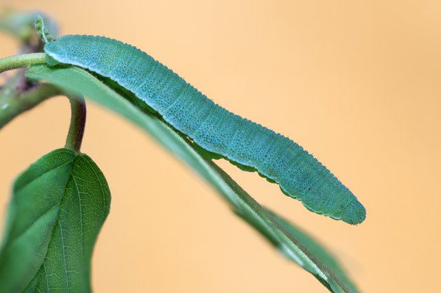 Zitronenfalter Gonepteryx rhamni_P111190818_HFBF.jpg