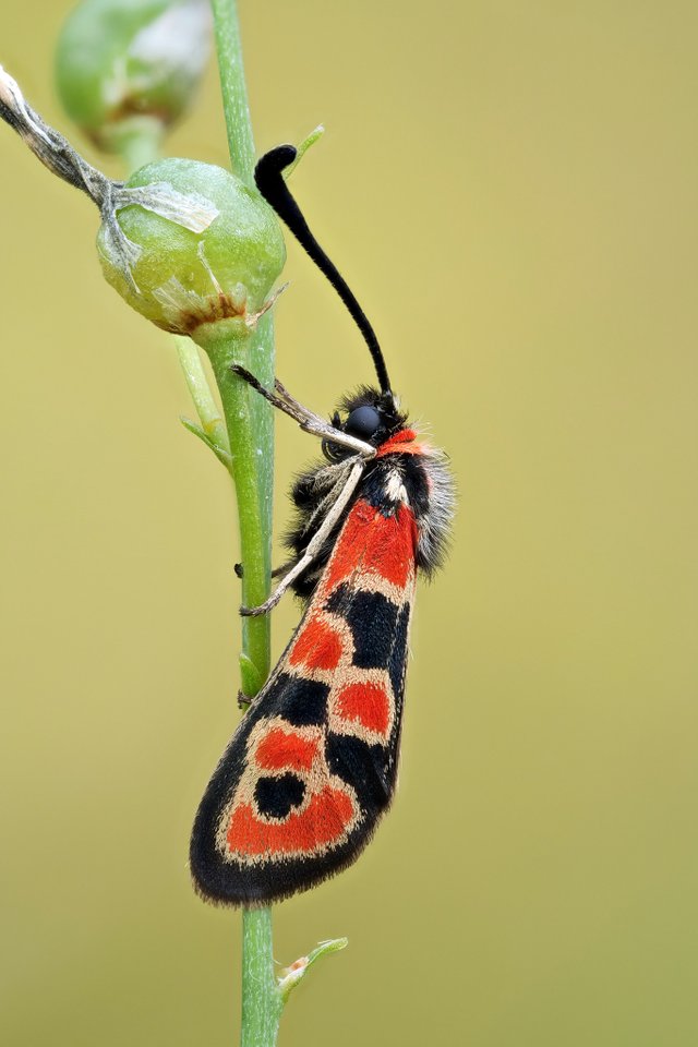 BergkronwickenWidderchen Zygaena fausta_P1149318_HF.jpg