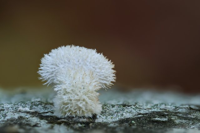 Spaltblättling Schizophyllum commune_P1363096_HF.jpg