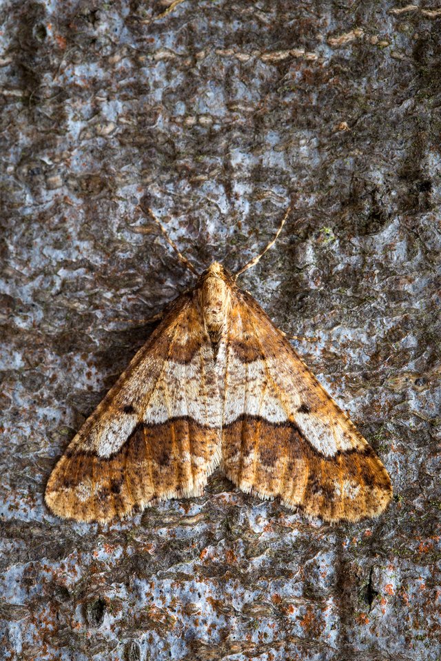 Große Frostspanner Erannis defoliaria_CI4A0638BF.jpg