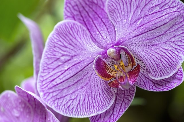 orchid4363708_1920.jpg