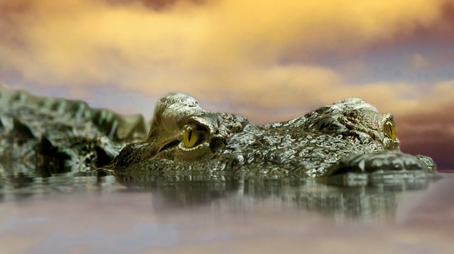 crocodile594305_1280.jpg