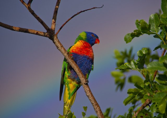 rainbowlorikeet420710_1280.jpg