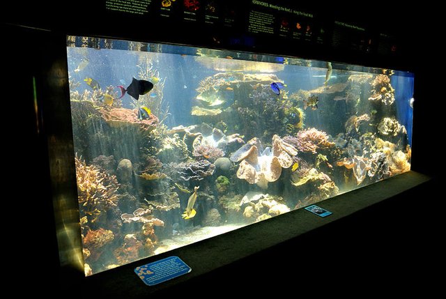 800pxFish_Tank__Honolulu_Aquarium_4671604664.jpg