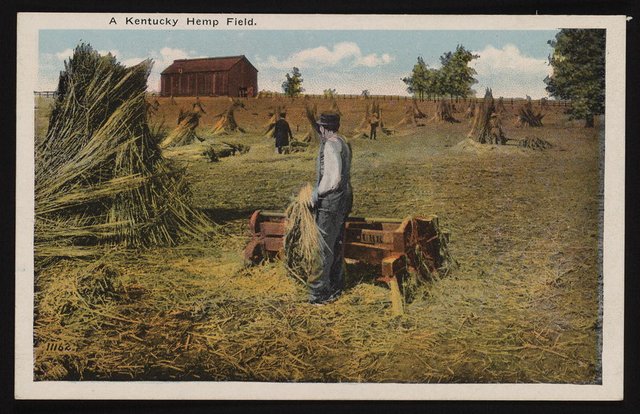Postcard of a Kentucky hemp field..jpg