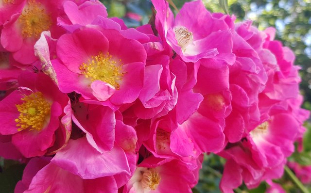 roses.JPG