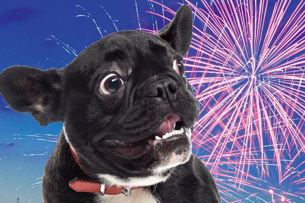 Dogscaredoffireworks.jpg