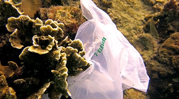 7ElevenPlasticBagReefscubadivingKohTao.jpg